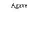 Agave