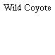 Wild Coyote