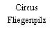 Circus Fliegenpilz