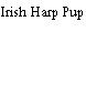 Irish Harp Pup