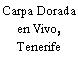 Carpa Dorada en Vivo, Tenerife