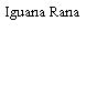 Iguana Rana