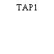 TAP1