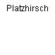Platzhirsch